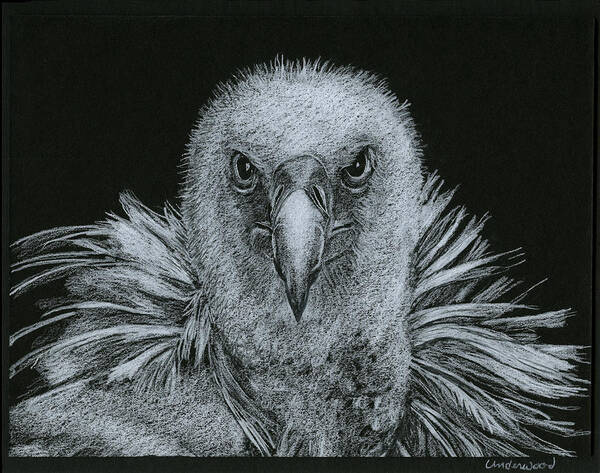 Nature Art Print featuring the drawing Buzzard by William Underwood