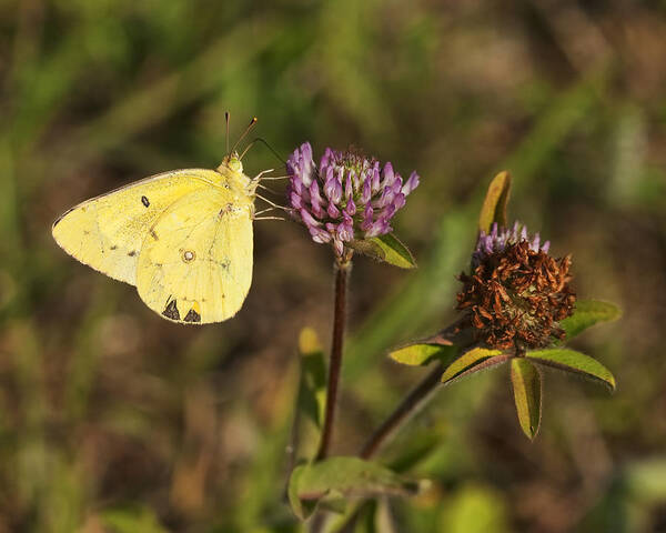 Pieris Rapae Art Print featuring the photograph Cabbage Yellow Butterfly On Pink Clover by Kathy Clark