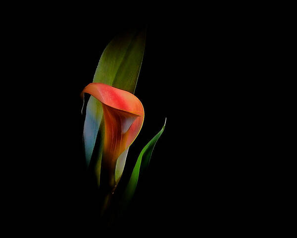 Calla Lily Art Print featuring the photograph Cala Lilly by Stuart Harrison