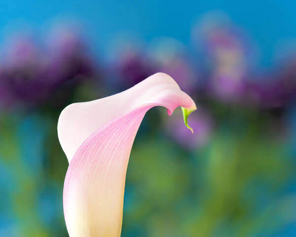 Easter Art Print featuring the photograph Calla Lily by Joan Herwig