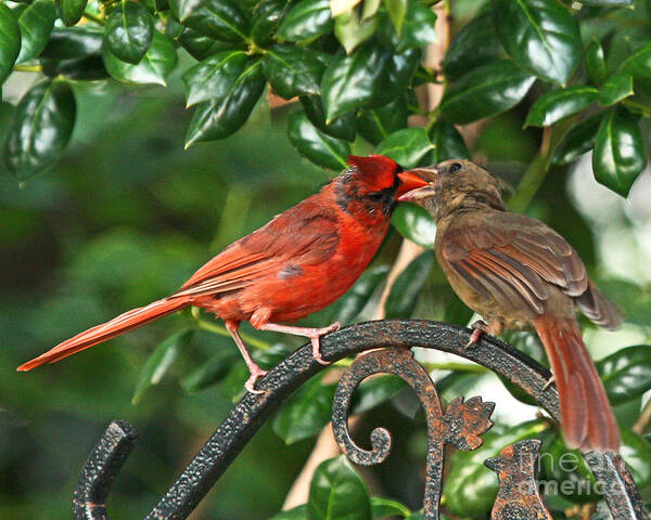 Red Cardinal Photo Art Print featuring the photograph Cardinal Bird Valentines Love by Luana K Perez