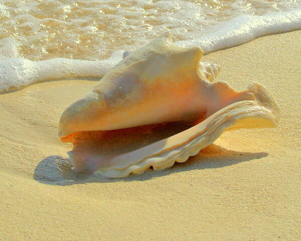 Cayman Art Print featuring the photograph Cayman Conch #1 by Stephen Bartholomew