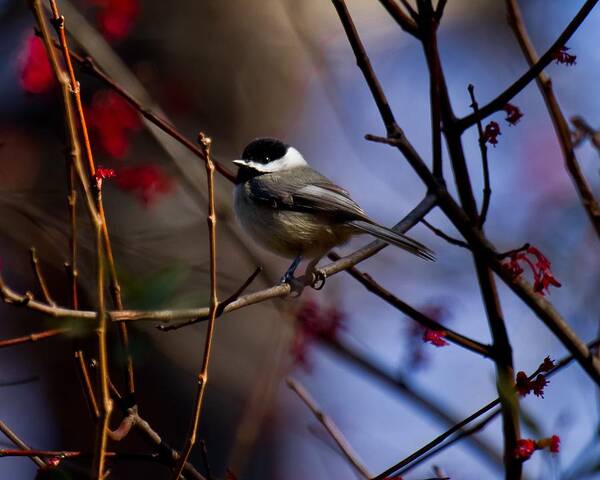 Chickadee Art Print featuring the photograph Chickadee by Robert L Jackson