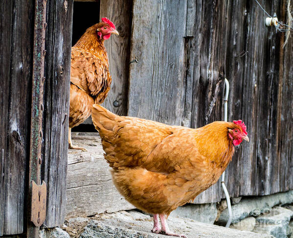 Chicken Rooster Farm Farm Yard Comb Feathers Farming Agriculture Art Print featuring the photograph Chickens at the Barn by Edward Fielding