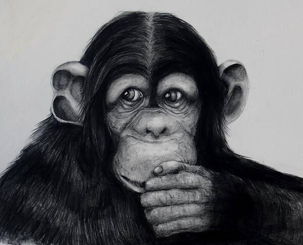 Chimp Art Print featuring the drawing Chimp by Jean Cormier