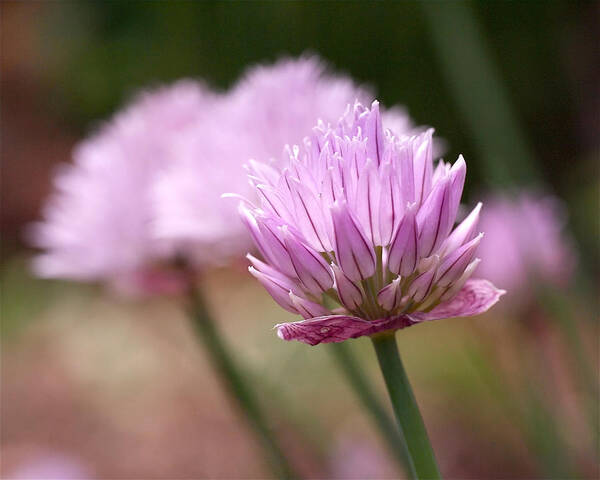 Chives Art Print featuring the photograph Chives by Rona Black
