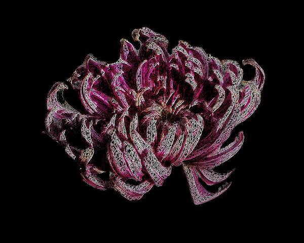 Flower Art Print featuring the digital art Chrysanthemum Scribble by Stephanie Grant