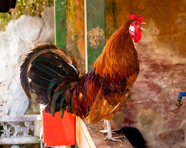 Rooster Art Print featuring the photograph Cockadoodledoo by Robert L Jackson