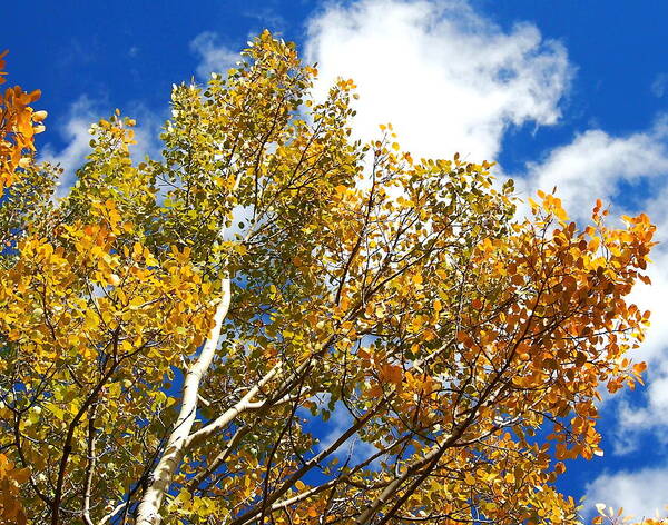 Aspen Art Print featuring the photograph Colorado Aspens and Blue Skies by Amy McDaniel