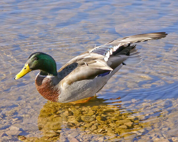 Nature Art Print featuring the photograph Comfortable Stretch by Rhonda McDougall