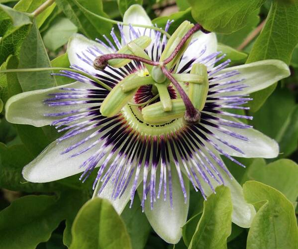 Passion Flower Art Print featuring the photograph Common Passion Flower by D C Robinson