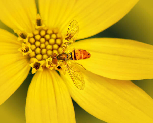 Coreopsis And Hoverfly Art Print featuring the photograph Coreopsis and hoverfly by Carolyn Derstine