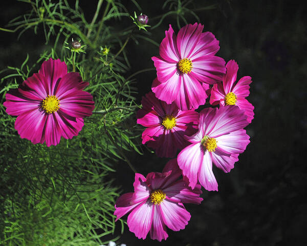 Flowers Art Print featuring the photograph Cosmos Flowers by George Davidson