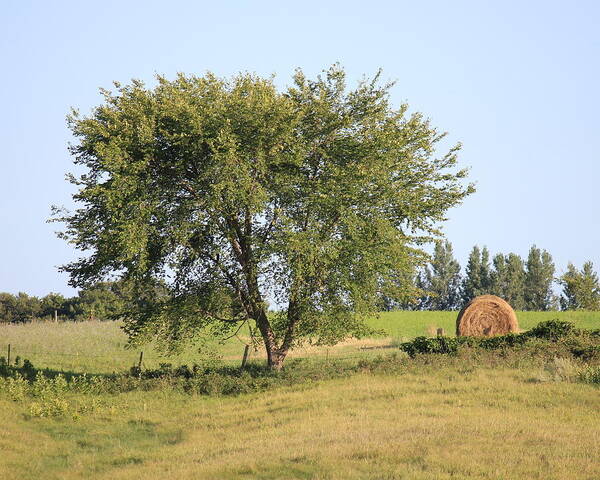 Tree Art Print featuring the photograph Country Scene by Penny Meyers