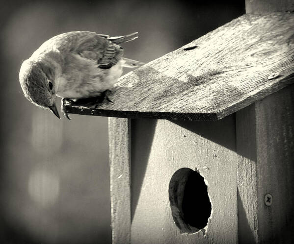 Bluebird Art Print featuring the photograph Curious by Mim White