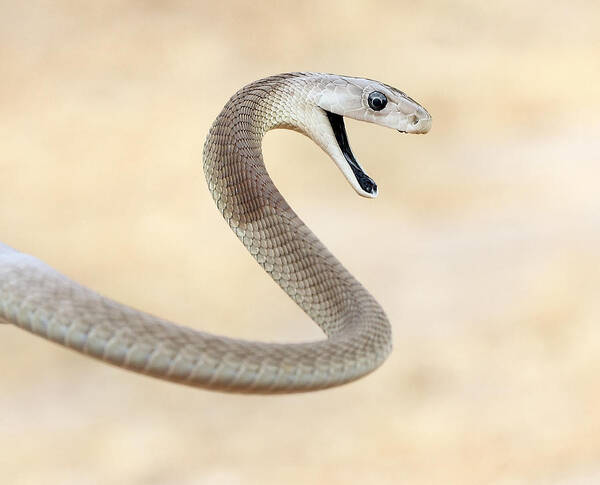 Animal Themes Art Print featuring the photograph Curse of Black Mamba by Suebg1 Photography