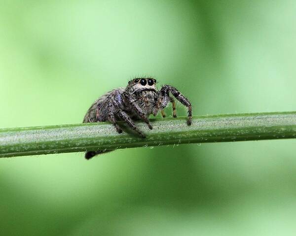 Jumping Spider Art Print featuring the photograph Cute Spider by Doris Potter