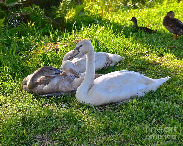 Cygnets Art Print featuring the photograph Cygnets by Carol Bradley