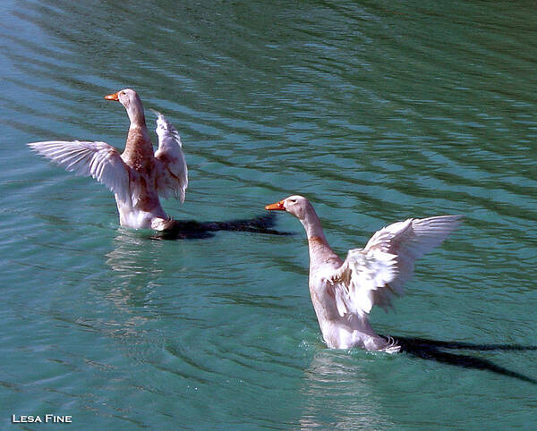 Geese Art Print featuring the photograph Dances on Water by Lesa Fine