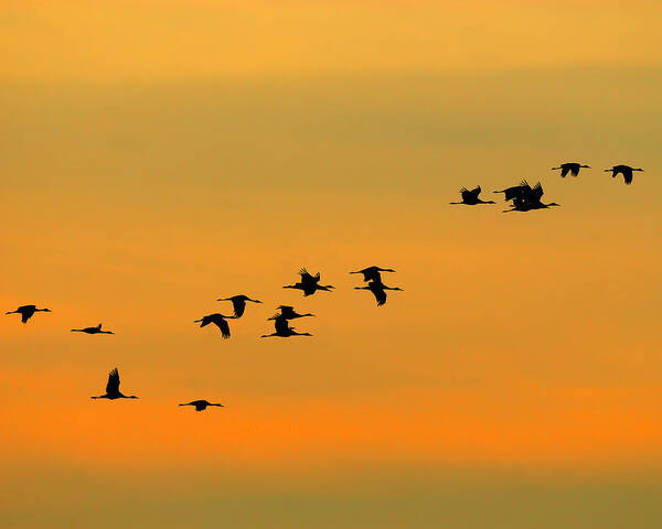 Sandhill Crane Art Print featuring the photograph Dawn Migration by Tony Beck