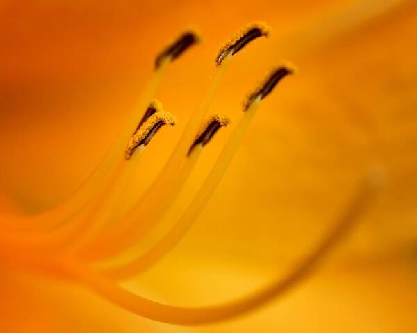 Daylily Art Print featuring the photograph Daylily Closeup by Nikolyn McDonald