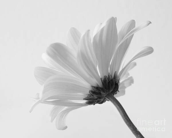 Daisy Art Print featuring the photograph Delicate Daisy by Anita Oakley