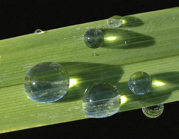 Drop Art Print featuring the photograph Dew Drops On Leaf by Gary Slawsky