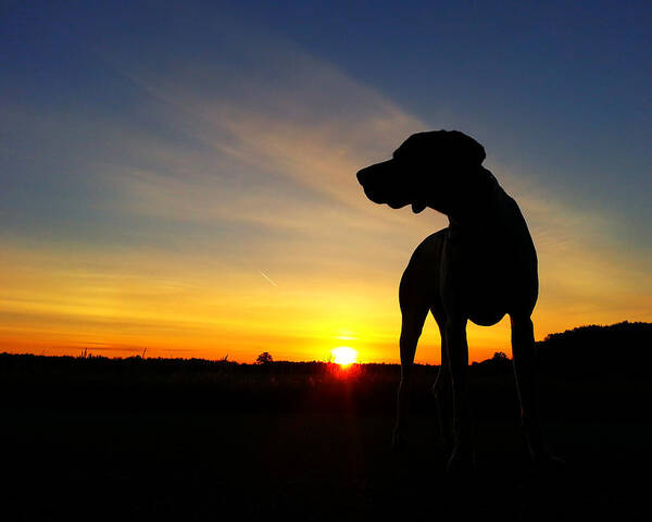 Dog Art Print featuring the photograph Dog Days of Summer by Brook Burling