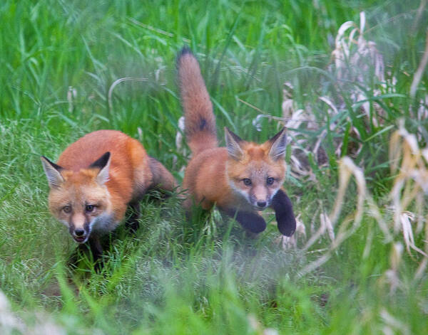 Fox Art Print featuring the photograph Double Trouble by Jim Garrison