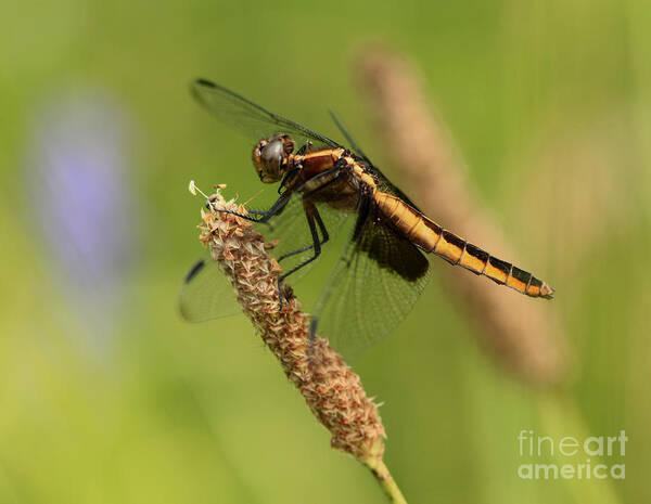 Dragonfly Art Print featuring the photograph Dragonfly Lunch by Inspired Nature Photography Fine Art Photography