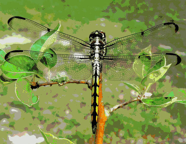 Dragonfly Art Print featuring the photograph Dragonfly Pastel by Sheri McLeroy