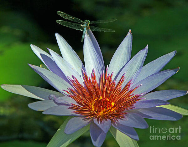 Dragon Fly Art Print featuring the photograph Dragonlily by Larry Nieland