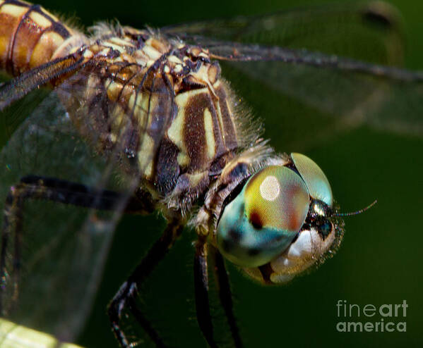 Insect Art Print featuring the photograph Dragons Breath by Robert Woodward