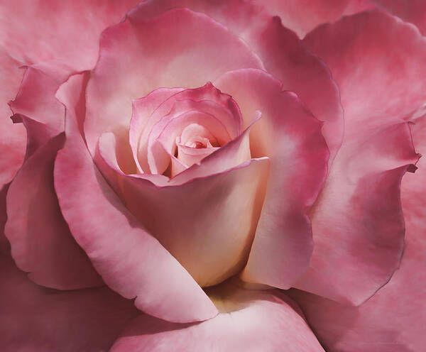 Rose Art Print featuring the photograph Dramatic Mauve Cream Rose Flower by Jennie Marie Schell