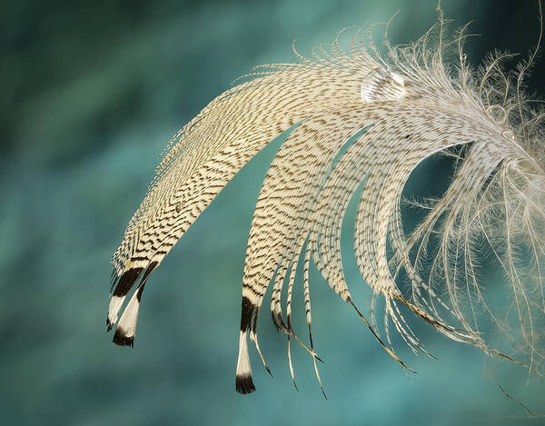 Design Art Print featuring the photograph Droopy Feather by Jean Noren