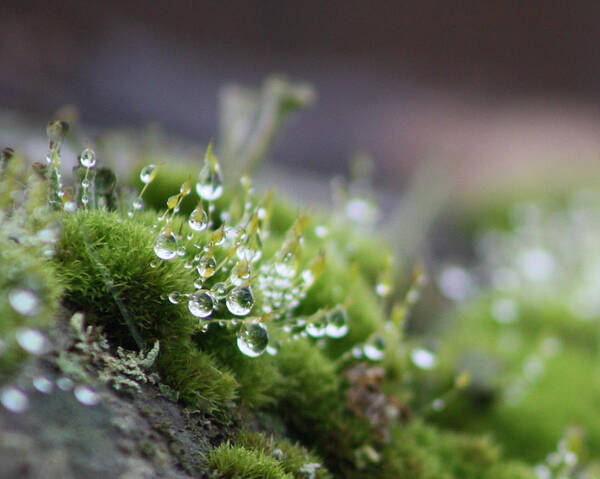 Moss Art Print featuring the photograph Droplets by Cathie Douglas