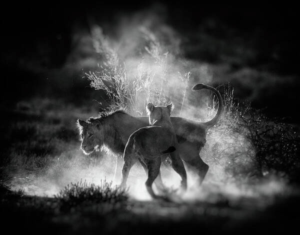Lion Art Print featuring the photograph Dust by Jaco Marx