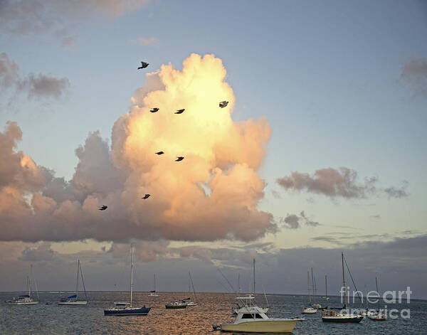 Birds Art Print featuring the photograph Early Morning Flight by Joan McArthur
