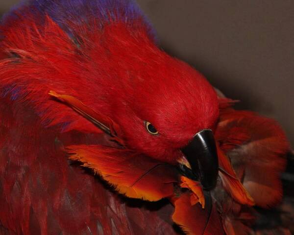 Eclectus Art Print featuring the photograph Eclectus Victoria by Andrea Lazar