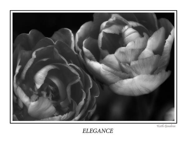 Poster Art Print featuring the photograph Elegance by Keith Gondron