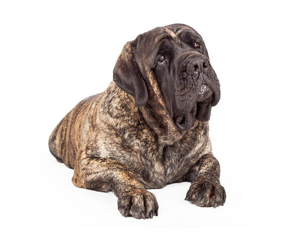 Animal Art Print featuring the photograph English Mastiff Dog Laying Head Tilted by Good Focused