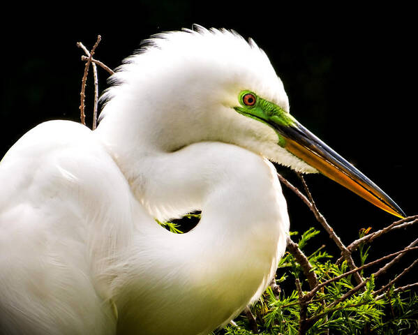 White Egrets Art Print featuring the photograph ESSENCE of BEAUTY by Karen Wiles