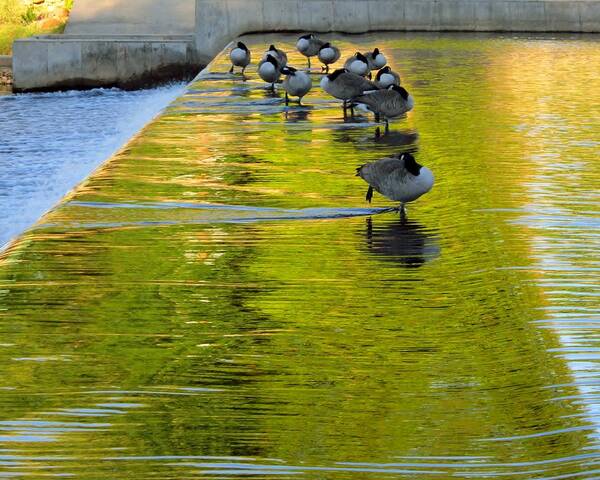 Water Art Print featuring the photograph Evening Gathering of the Gander by Cynthia Clark