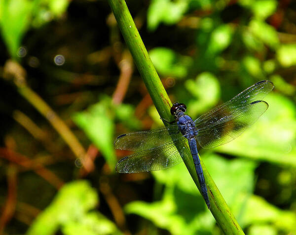 Nature Art Print featuring the photograph Feeling Blue by Judy Wanamaker