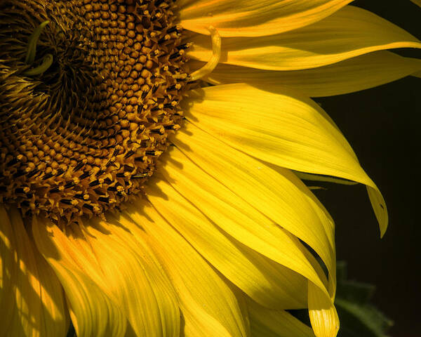 Sunflower Art Print featuring the photograph Find the Spider in the Sunflower by Belinda Greb