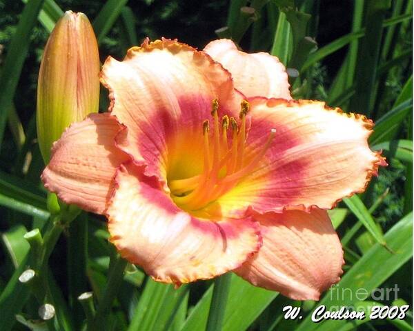 Lily Art Print featuring the photograph Fire Lily by Wendy Coulson