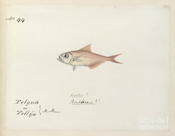 Animal Art Print featuring the photograph Fish, 19th Century Artwork by Natural History Museum, London