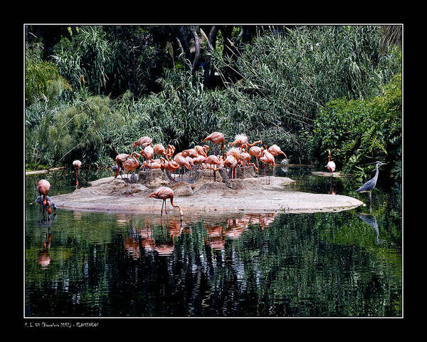 Mystery Art Print featuring the photograph Flamingos colony by Pedro L Gili