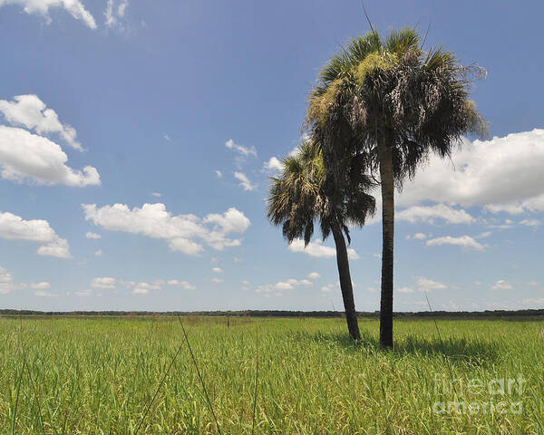 Palm Trees Art Print featuring the photograph Florida Prairie by Joanne McCurry