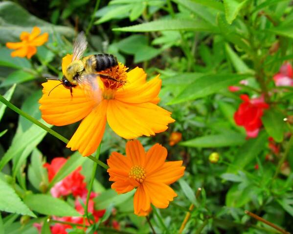 Bee Art Print featuring the photograph Flower Garden Bee by Cynthia Clark